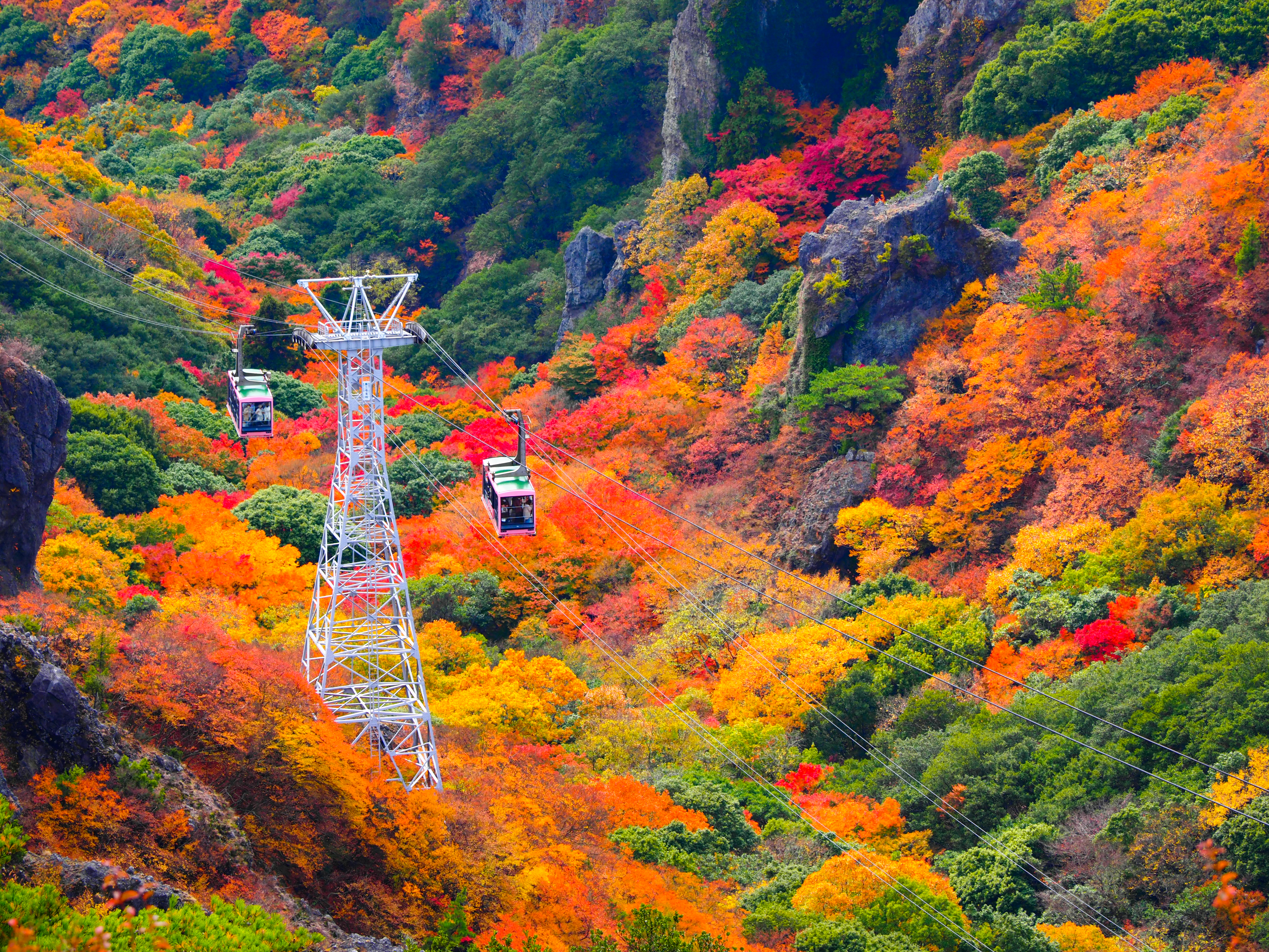 高松及廣島賞楓