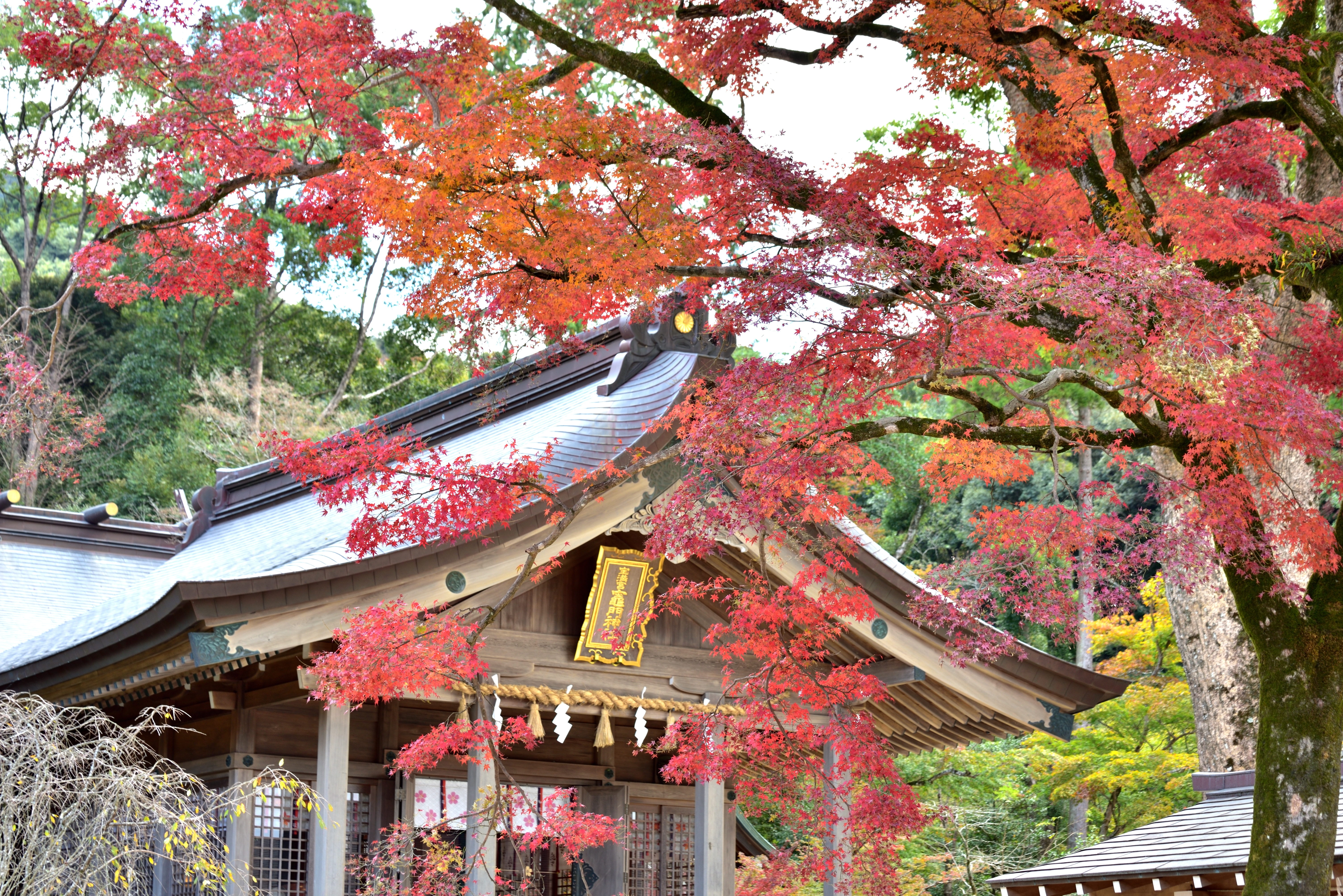 福岡及小松賞楓