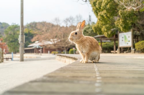 Ōkunoshima 