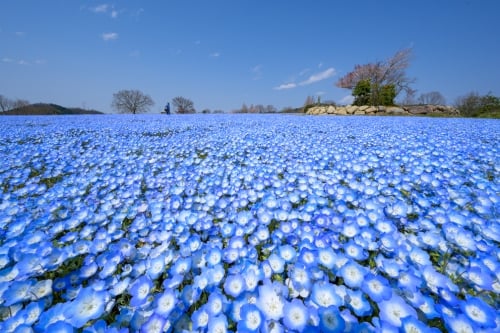 Sera Kogen Farm 
