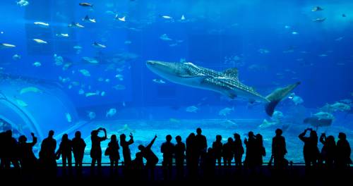 Aquarium