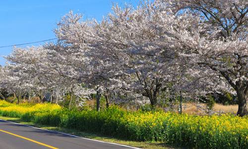 Cherry blossoms