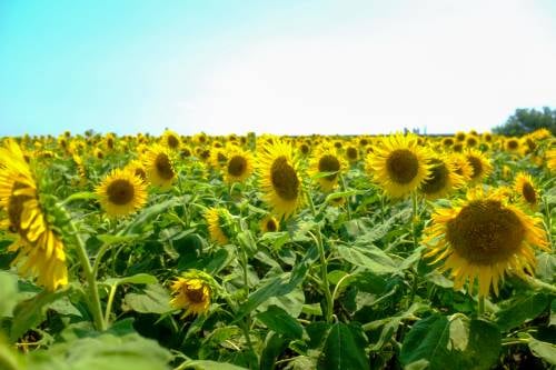 Best Places to Visit in August #6｜Fukuoka